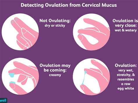 Difference Between Ovulation Symptoms And Pregnancy Symptoms