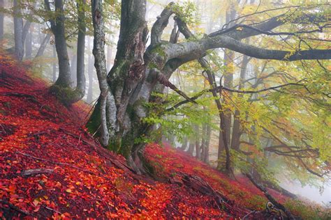 Autumn Forest 4k Ultra Hd Wallpaper Background Image 5005x3340 Id