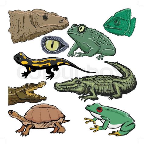 Set Of Illustrations Of Reptiles With Stock Vector Colourbox