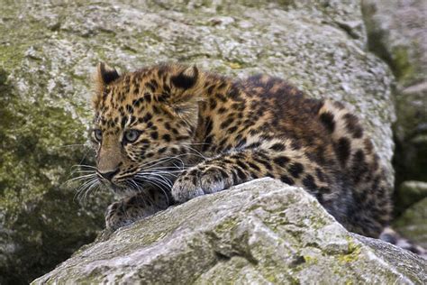 Amur Leopard Panthera Pardus Orientalis Juvenile On Rocks