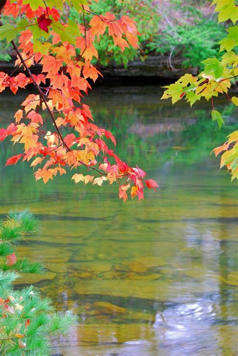 Red Leaves Over A River Stock Photo Image Of Calm Trees 3344876