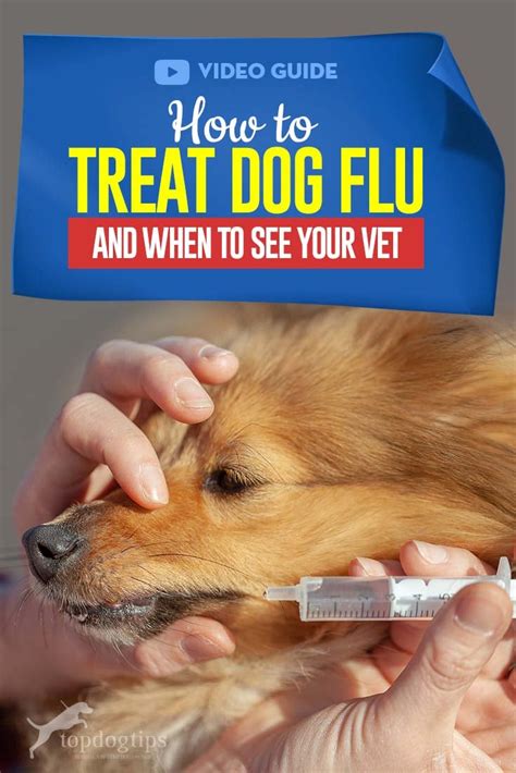 How To Treat Dog Flu And When To See Your Vet