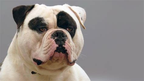 All You Need to Know About The American Bulldog Breed Characteristics ...