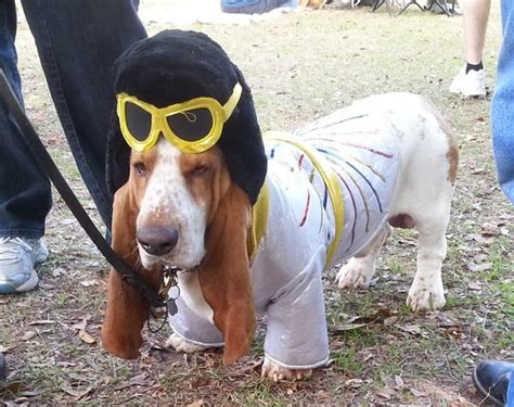 40 Funny Basset Hounds In Halloween Costumes Page 5 The Paws