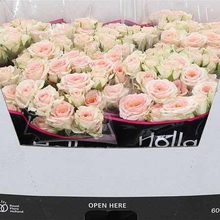 ROSE SPRAY ROSANELLA 60cm Wholesale Dutch Flowers Florist Supplies UK