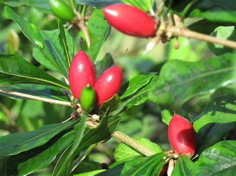 Miracle Fruit Tree Malaysia Online Plant Nursery