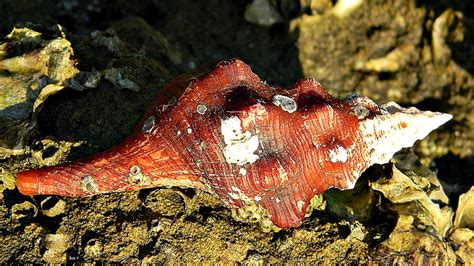 Florida State Shell Horse Conch