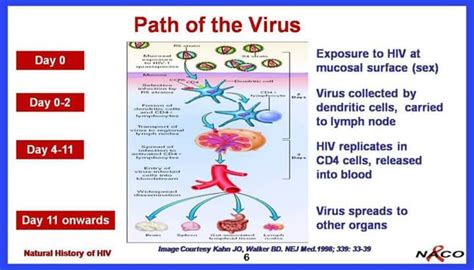 How Hiv Virus Enters In To The Body And Spreads Through All Organs In