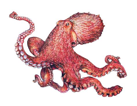 Octopus Art Print Original Pacific Giant Octopus Pacific Etsy