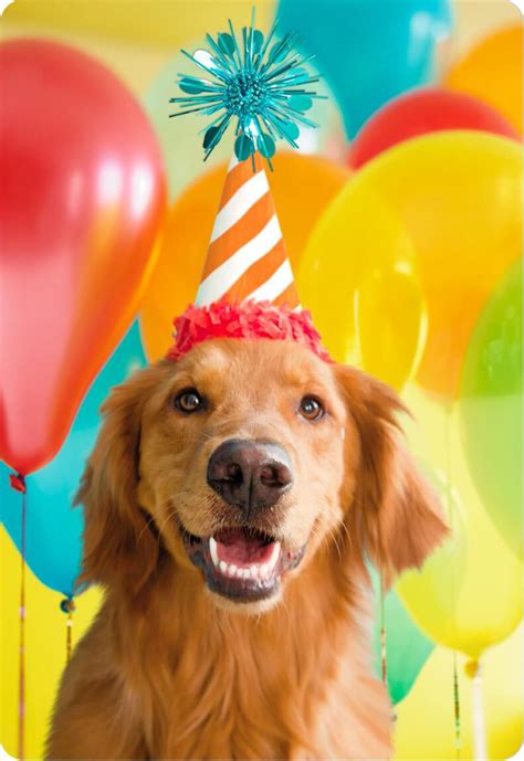 Smiling Party Dog Jumbo Birthday Card 1625 Greeting Cards Hallmark