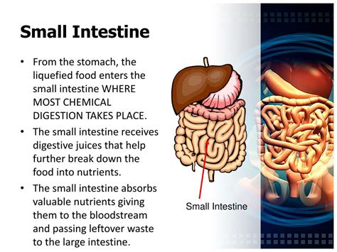 ppt the digestive system powerpoint presentation free download id 1890298