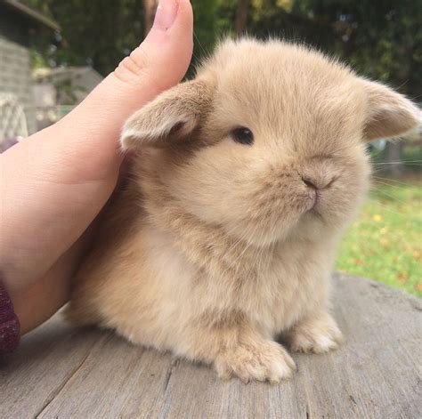 Baby New Jersey Holland Lop This Must Be Love Mini Lop Bunnies