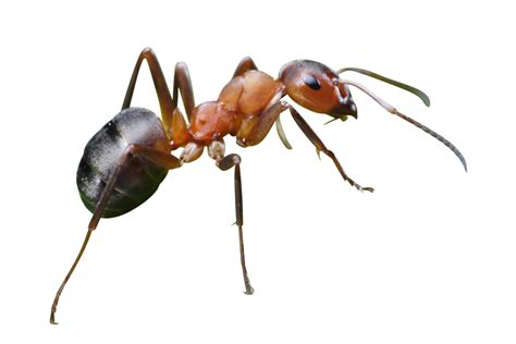 Maybe you would like to learn more about one of these? The Spring Carpenter Ant Invasion In Edmonton Pest Control