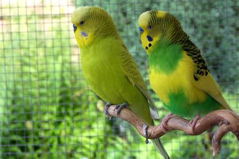It further changes the yellow mask to white. Budgerigar colors and their variety (Photo album) | The ...