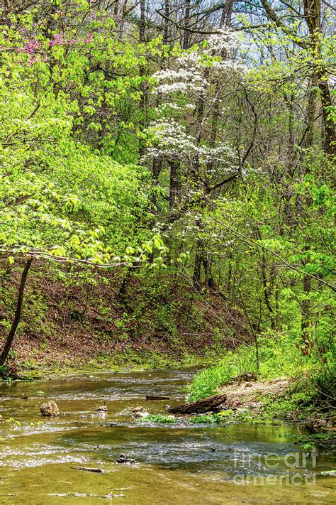 Dripping Springs Creek Photograph By Jennifer White Pixels