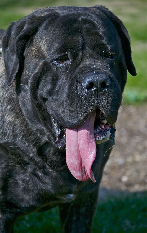 Bernies Brother My Mastiff Is My Best Friend And The Most Wonderful