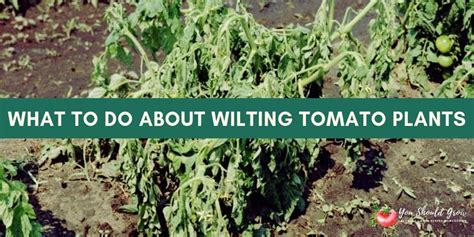 Tomato Plant Wilting You Need To Do This Now You