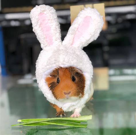 13 Epically Cute Guinea Pig Costumes That Win Halloween