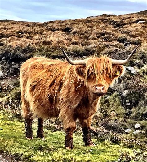 Nice Hair Cattle Highland Cattle Long Haired Cows