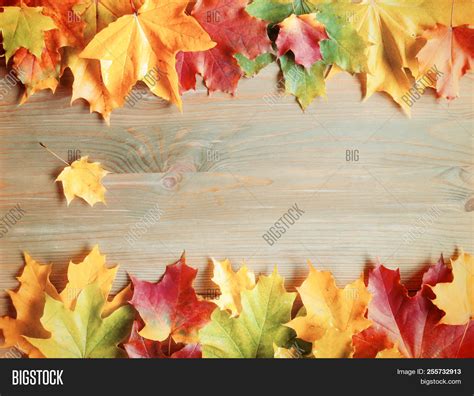 Fall Background Maple Image And Photo Free Trial Bigstock