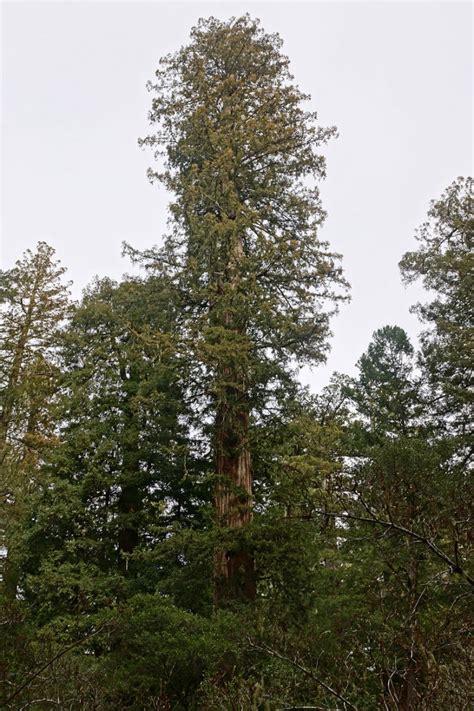 De boom heeft een omtrek van bijna 12 meter en behoort daarmee tot de bomen met de dikste stammen ter wereld. De oudste, de breedste, of de eenzaamste: 12 prachtige ...