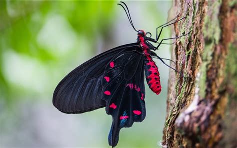 Wallpaper Black Butterfly Wings Tree 3840x2160 Uhd 4k Picture Image