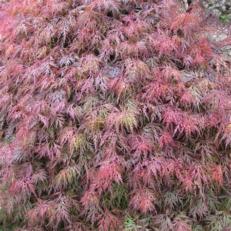 Maybe you would like to learn more about one of these? Acer palmatum dissectum Orangeola| Buy Weeping Japanese Maples