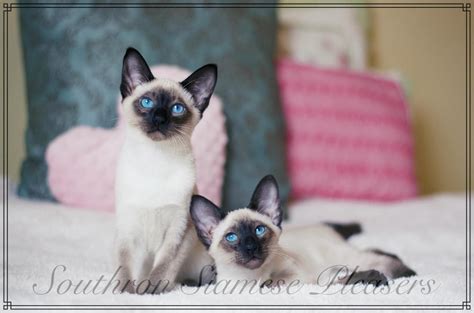 Balinese Cats For Sale Jerome Az 176424 Petzlover