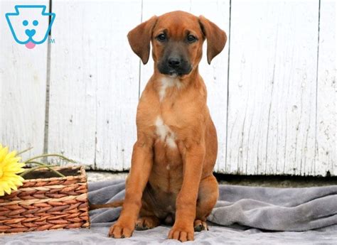 Redbone Coonhound Puppies For Sale Puppy Adoption Keystone Puppies