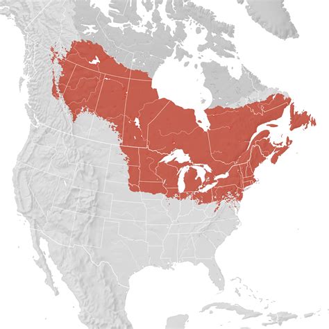 Swamp Sparrow Range Map Breeding Ebird Status And Trends