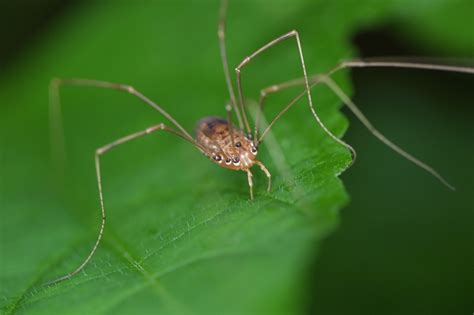 Daddy Long Legs Are Not The Most Poisonous Spider