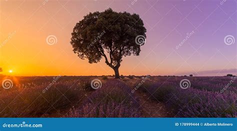 Tree In A Lavender Field On Sunset Time Stock Photo Image Of Botany