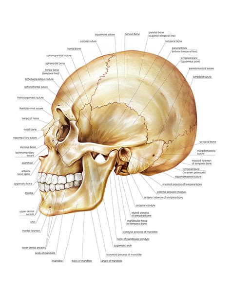 Cranium Photograph By Asklepios Medical Atlas Pixels