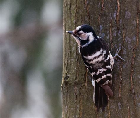 Woodpeckers Of Europe Gallery Lesser Spotted Woodpecker Female