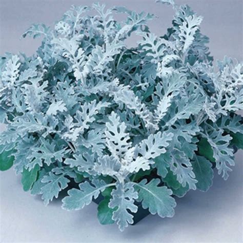 Silverdust Dusty Miller House Plant Seeds Pelleted 1000 Seeds