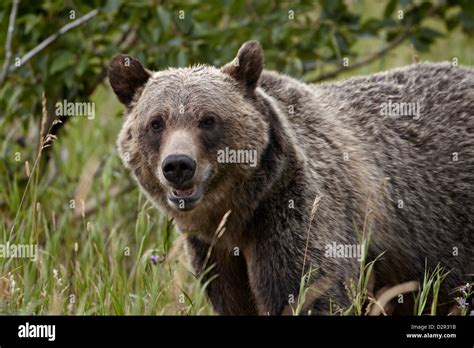 Grizzly Bear Ursus Arctos Horribilis Glacier National Park Montana