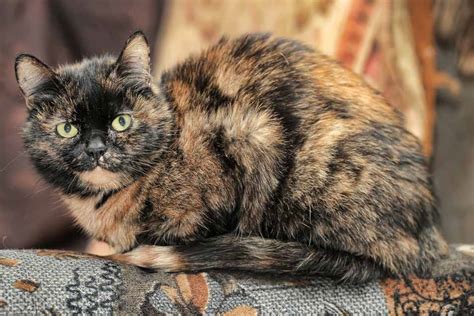 The Differences Between Calico And Tortoiseshell Cats Pet Friendly House