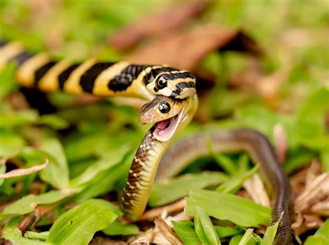 A Juvenile King Cobra Eats A Juvenile Indo Chinese Rat Snake