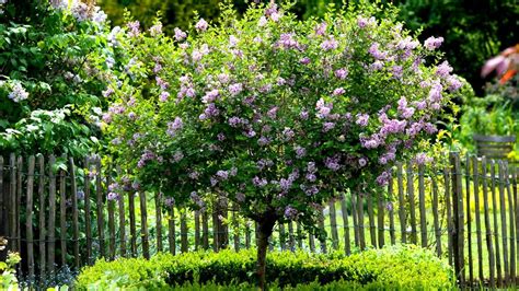 Alice Bowe Lilacs — An Early Summer Treat Weekend The Times