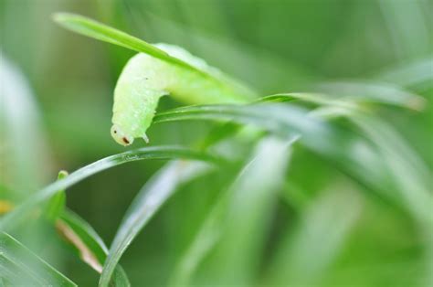 Little Green Caterpillar Flickr Photo Sharing