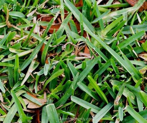 9 Types Of St Augustine Grass Growing And Care Guide With Pictures