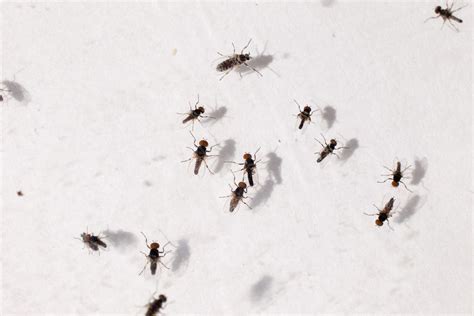 Gnats Are Being Found Well Above The Gnat Line Georgia Public