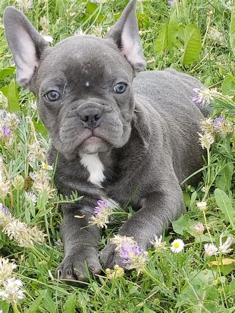 See more of french bulldog breeders nsw le meilleur on facebook. Dog Breeders Near Me - Find The Right Dog Breeder | VIP ...