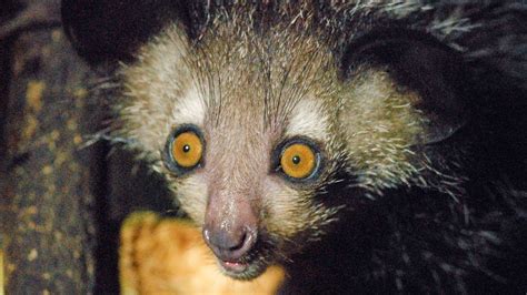 One Of Madagascars Rarest Lemurs Inthewild Roadtrip Travelwriter