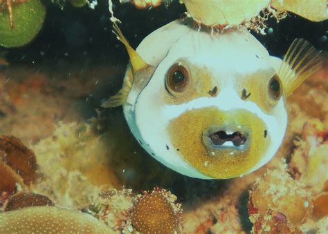 This Is What A Puffer Fish Looks Like When It Freaks Guam Guam