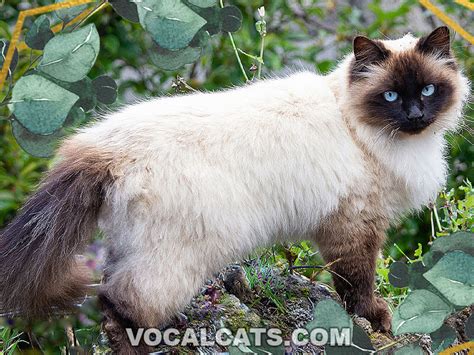 Siamese Himalayan Cat Complete Guide Vocal Cats