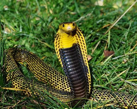 Philippines Cobra Snake Beautiful Creatures Colorful Snakes