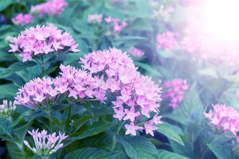 Pink Flowers In Winter Morning Season Stock Photo Image Of Background