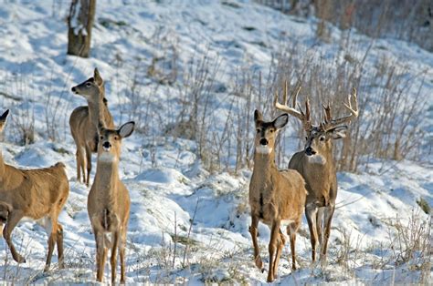 How To Hunt The Phases Of The Whitetail Rut Huntstand