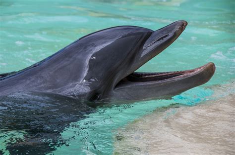 16 Of The Most Amazing Dolphin Pictures Laughtard